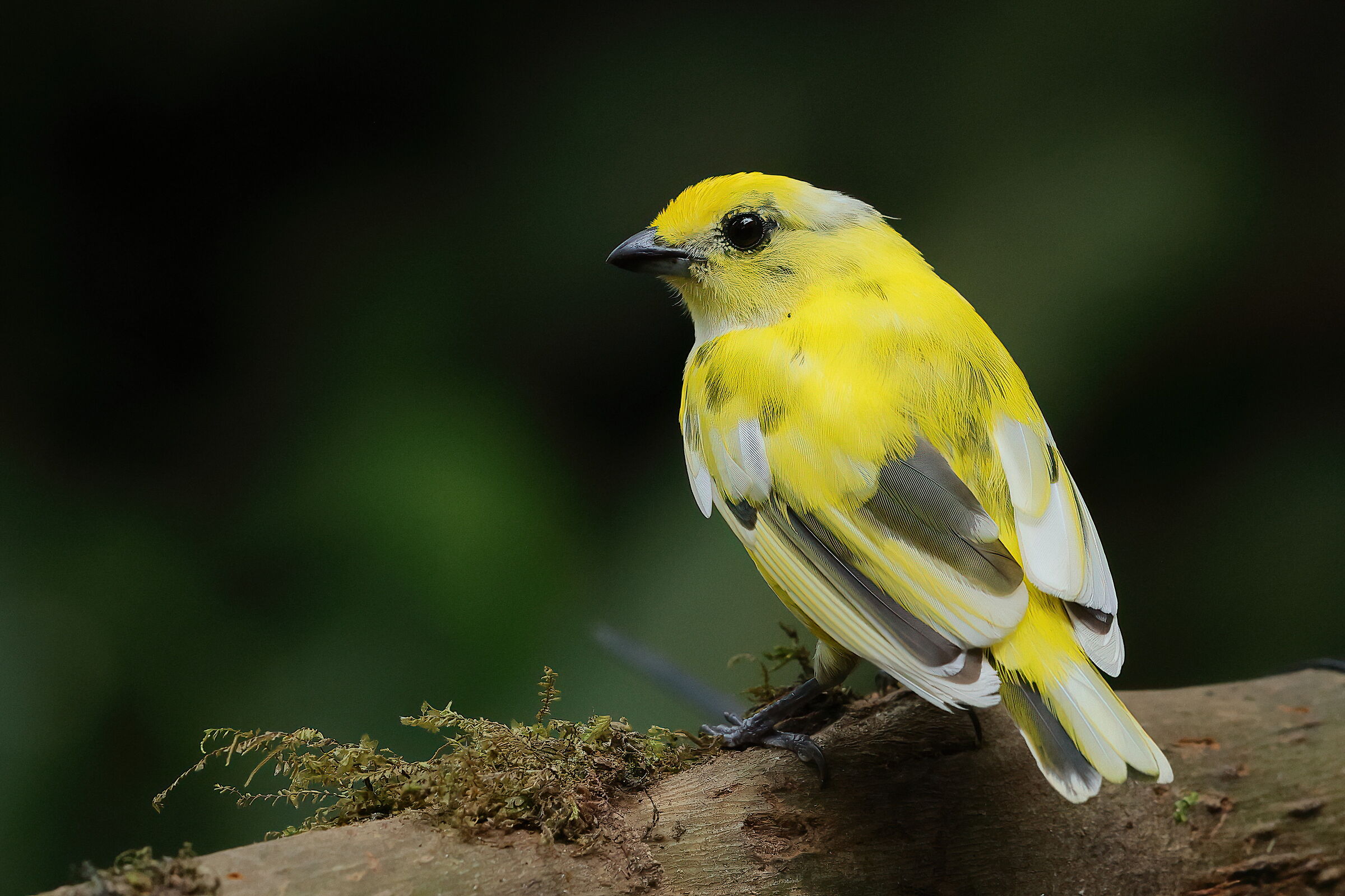 Diversamente euphonia