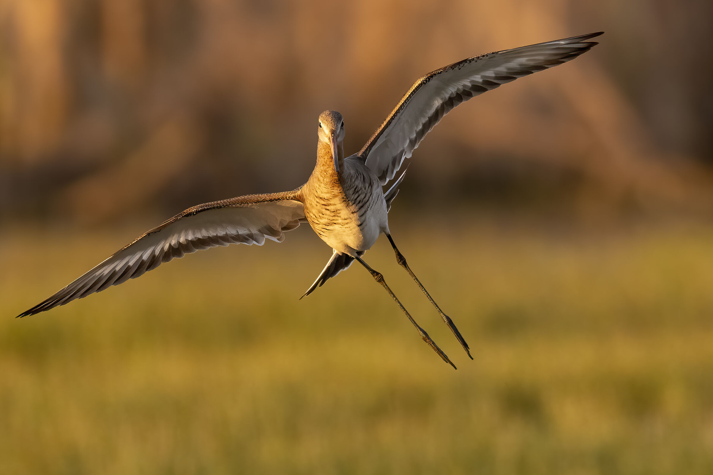 si fa sera , Pittima