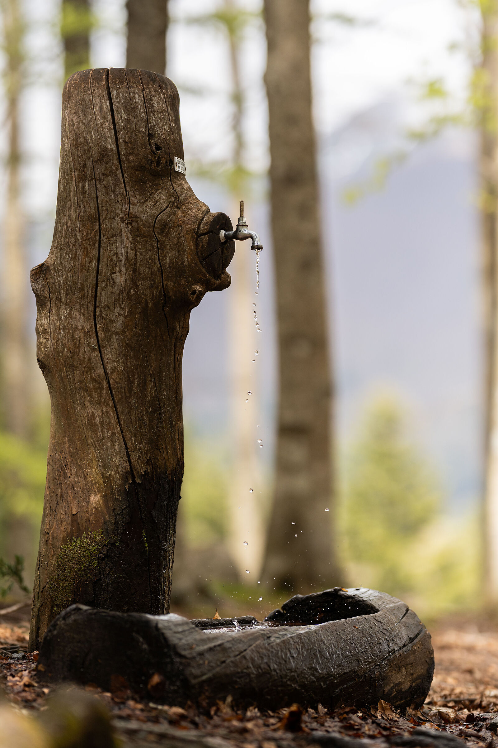 The fountain in the woods