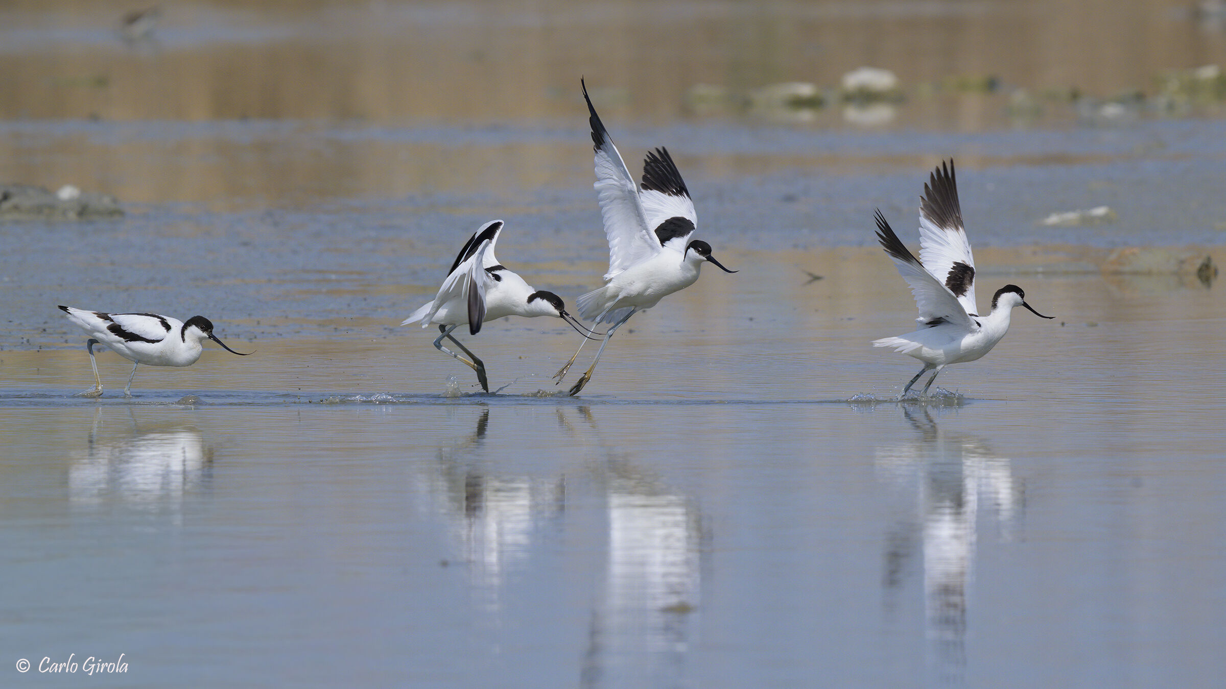 Avocetta (Recurvirostra avosetta)