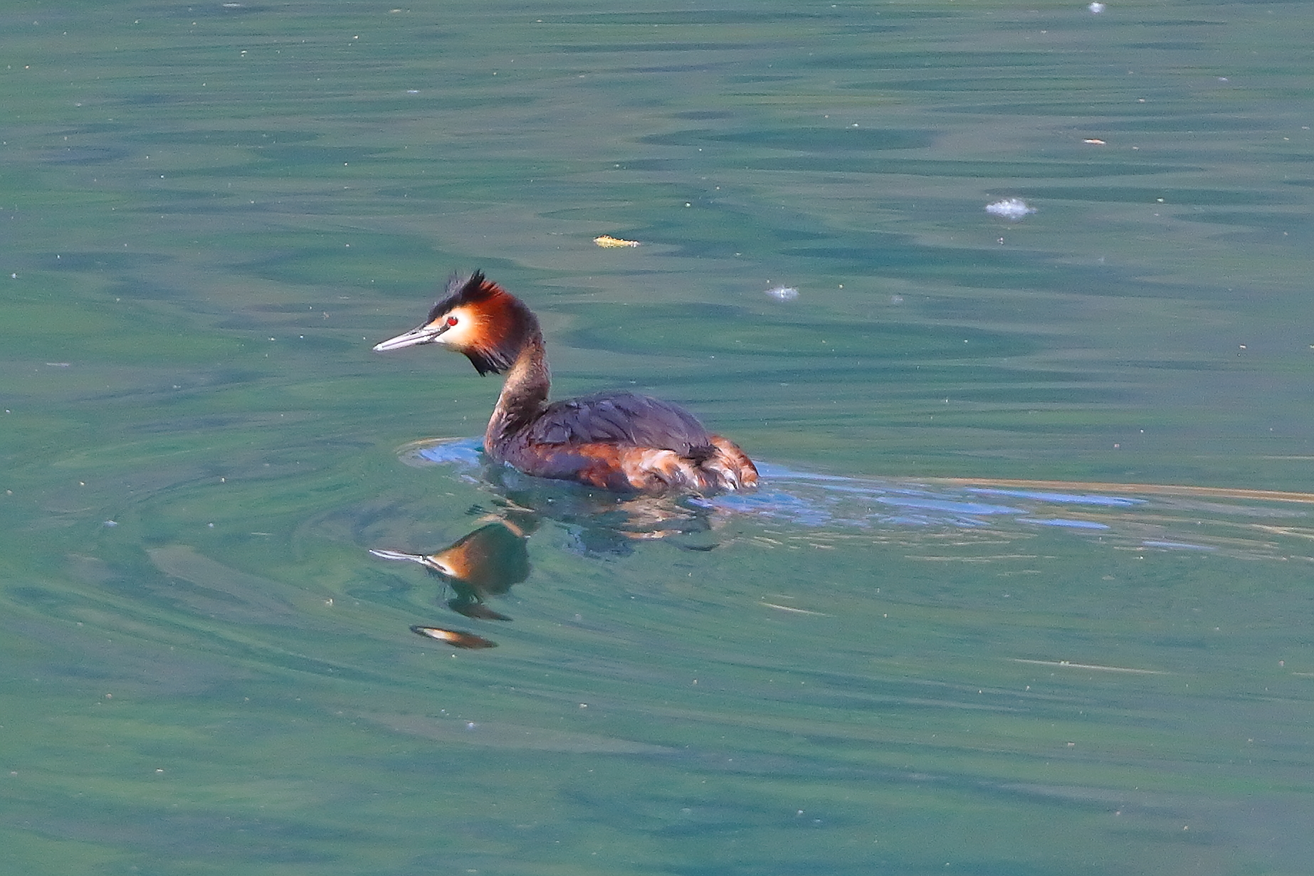 Svasso 10 aprile 2026